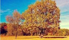 贾平凹落叶读后感