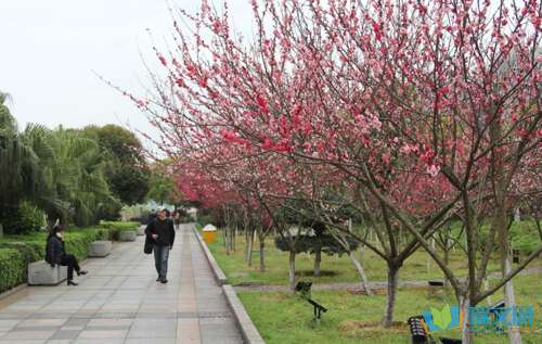 野餐成分400字
