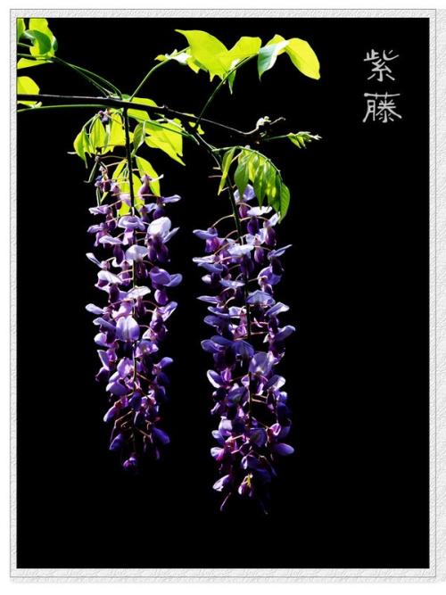 中山公园的组成