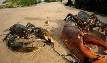 龙虾礁的客人读后感