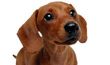 《保姆狗的阴谋》读后感