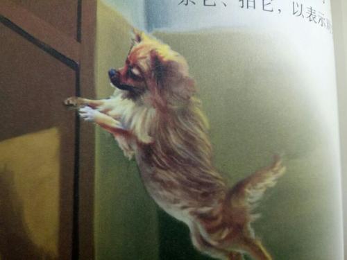 看了小狗和伟大的画家后的思考