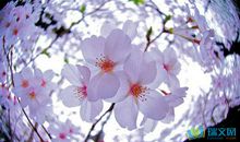 描写自然景物的作文