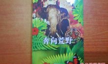 奔向荒野读后感