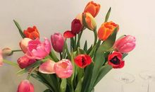 老舍养花读后感