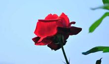 花儿为什么这样红读后感