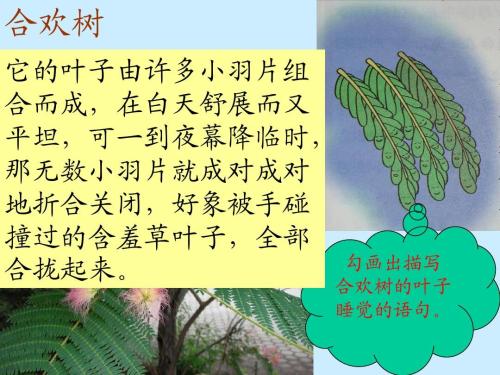 看完阿尔比西亚