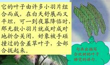 合欢树读后感