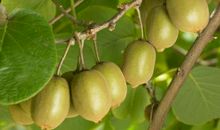 描写猕猴桃的作文