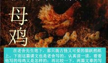 描写母鸡的作文