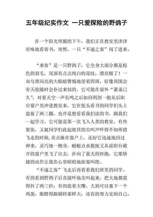 鸽子作文