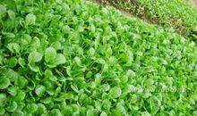 有关摘草莓的作文