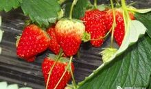 关于摘草莓的作文