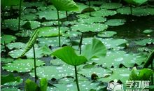 描写夏雨的作文