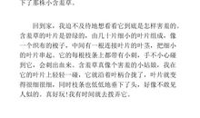 含羞草作文200字