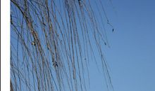 树犹如此读后感