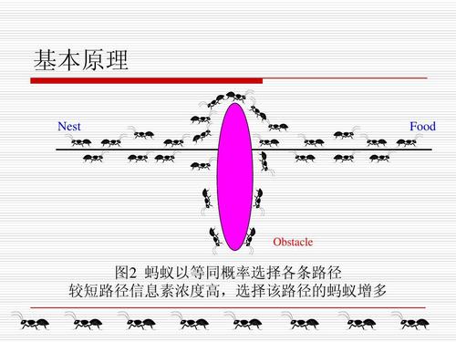 蚂蚁的启示