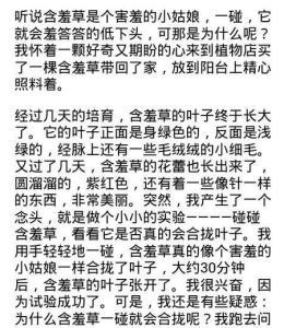 含羞草作文300字