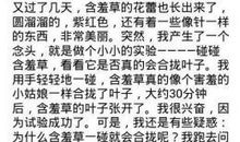 含羞草作文300字