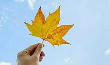 描写秋天树叶的作文