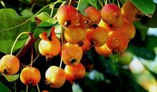 秋天的果实作文