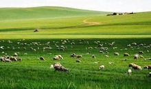 描写草原的作文