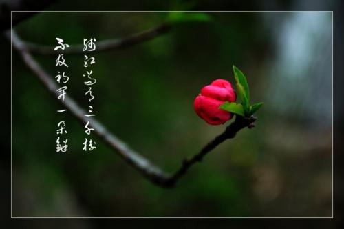 校园之春