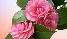 描写茶花的作文