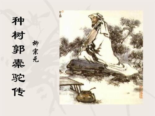 植树后郭立骆驼看完