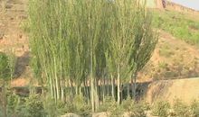 描写白杨树的作文