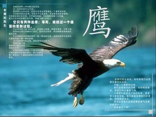 鹰的重生