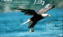 鹰的重生读后感