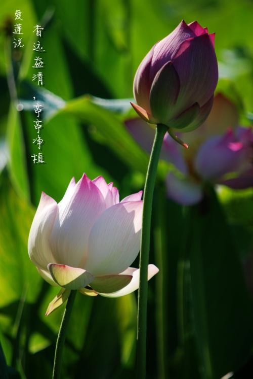 艾莲看完后说