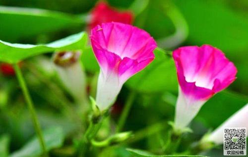 写一个牵牛花的作品