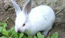 写兔子的作文500字