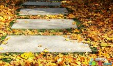 初中作文秋天的校园