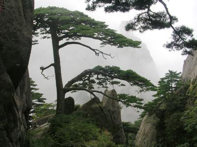 黄山奇松