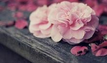 2018山东聊城中考满分作文:守望花开(二)
