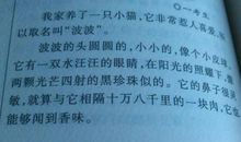 写泰迪狗的作文400字