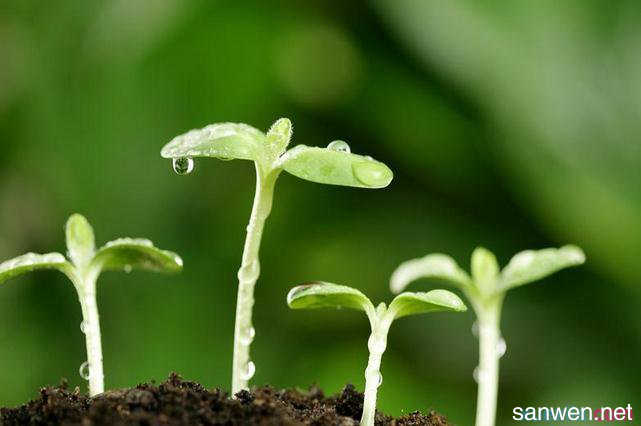 写出春天风景的构图