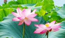 西湖漫笔读后感