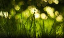 风景优美的地方的作文