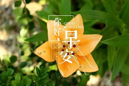早安讯息：微笑有时代表你坚强
