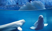 关于白鲸的作文