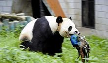 描写大熊猫的作文