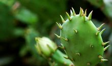 仙人掌的启示作文