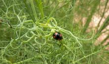 蜜蜂和蚂蚁读后感