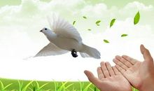 夏天的脚步作文