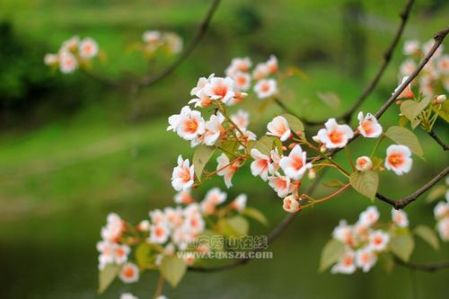 听花开的声音