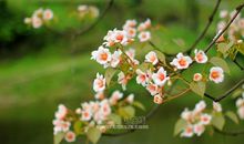 聆听花开的声音